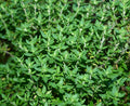 Thyme Herb Seeds - 500+ Fresh Seeds - Culinary Herb for Gardens - Thymus vulgaris