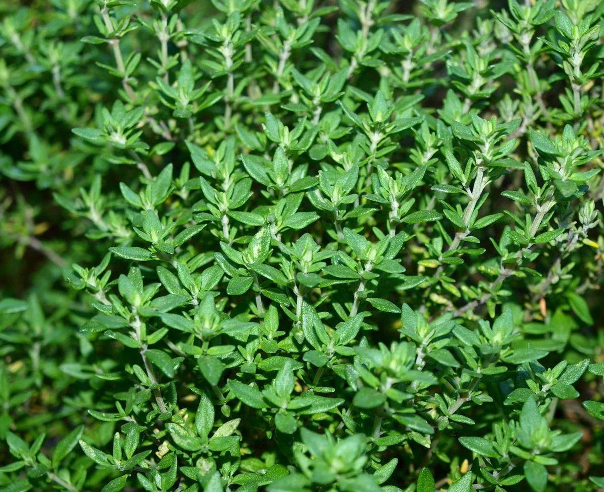 Thyme Herb Seeds - 500+ Fresh Seeds - Culinary Herb for Gardens - Thymus vulgaris
