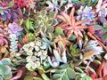 Large Succulent Cuttings - 50 Pieces, 25 Varieties, 3-6" - Perfect for DIY Projects, Garden Decor, and Arrangements - Mixed Succulents