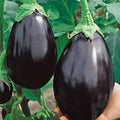 Black Beauty Eggplant Seeds - Organic Heirloom - NON-GMO - 200+ Seeds - Solanum melongena