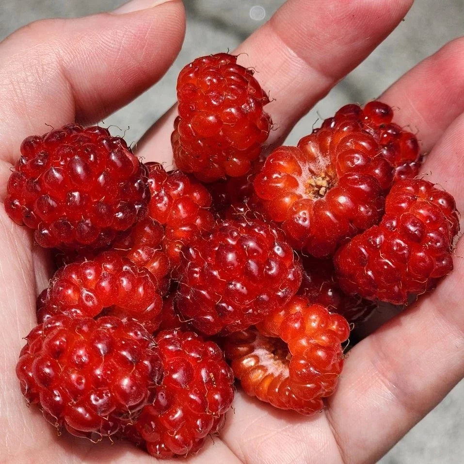 Red Raspberry Bare Root Starter Cane | Sweet, Hardy Variety | Rubus idaeus