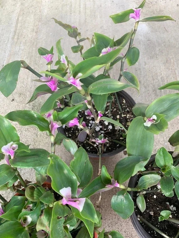 Variegated Tradescantia Blushing Bride Cuttings - 3 Rare Wandering Jew Houseplant Cuttings for Indoor Gardening