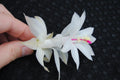 Christmas Cactus Starter Plant - Small Healthy Schlumbergera Truncata - Primavera Variety - Well Rooted for Easy Growth