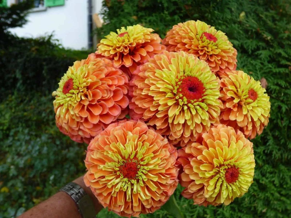 Queen Lime Orange Zinnia Seeds - 100+ Seeds for Garden Planting - Zinnia elegans - USA