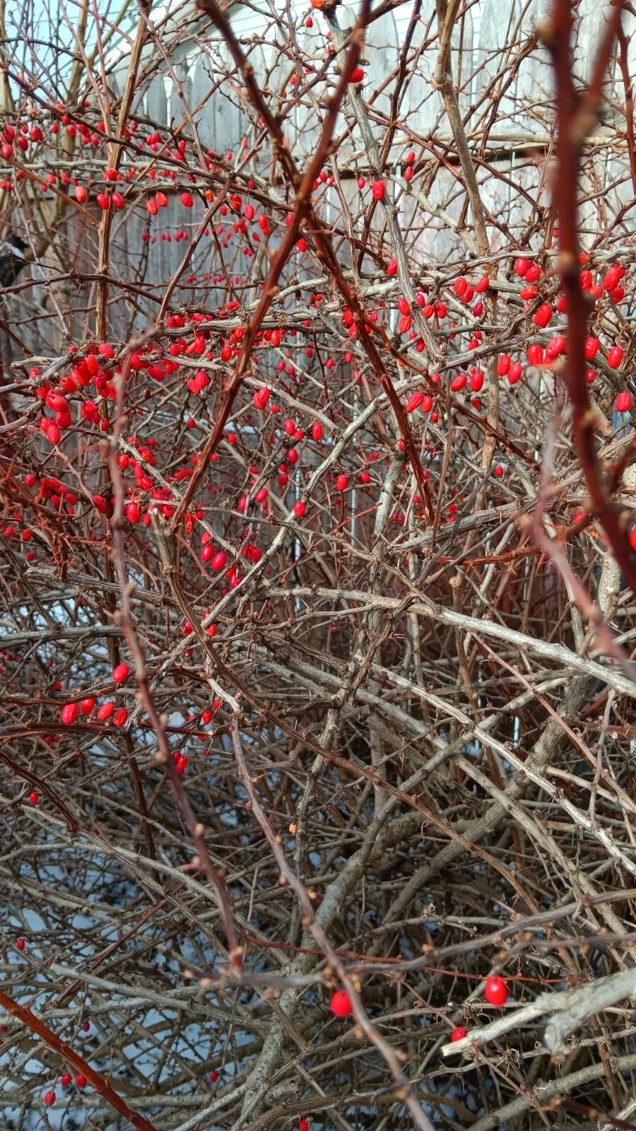 Japanese Barberry Bush Cuttings - 6 Organic Edible Berries - Berberis thunbergii