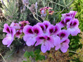 Lavender Purple Pelargonium Fancy Regal Geranium 6" Live Plant Cutting - Pelargonium x hortorum