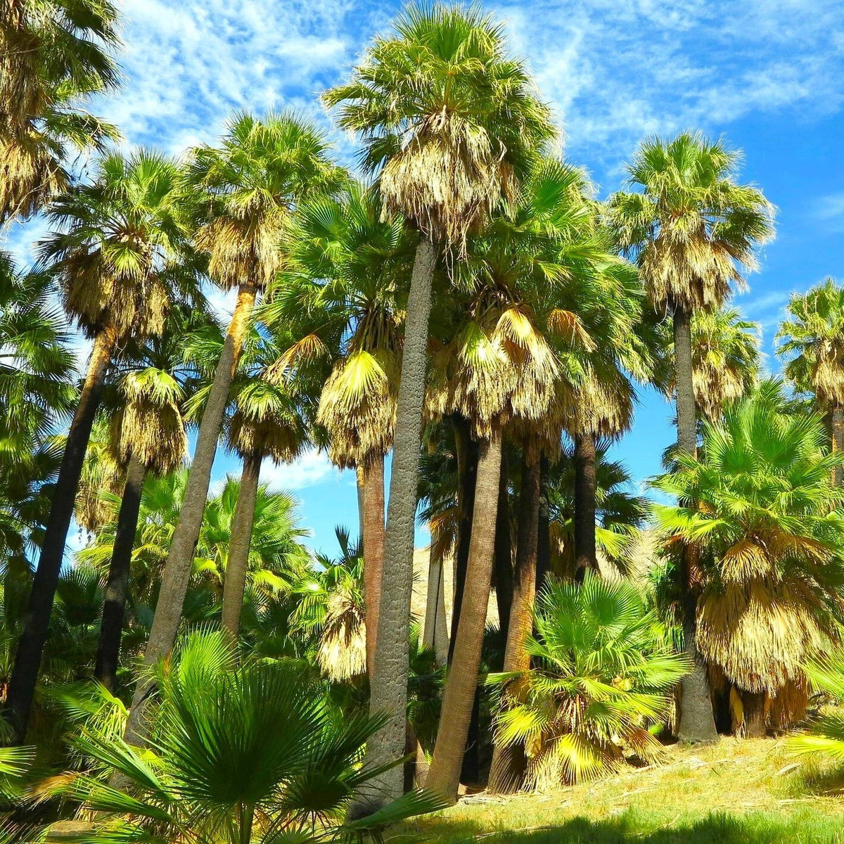 Giant California Palm Tree Seeds | Washingtonia filifera | Fast Shipping, Premium Quality Plant Seeds