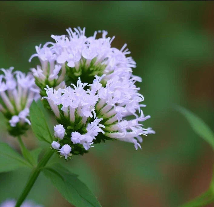 Mountain Mint Seeds, Slender Variety, Aromatic Leaves, Pycnanthemum tenuifolium