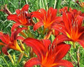 Red Giant Daylily - 3 Bare Root Plants - Sprouting - Hemerocallis 'Red Giant'