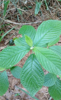 Sweet Pepperbush Plants 10"-12" Tall - 5 Live Rare Ornamental Clethra alnifolia - Fragrant Native Shrub - Attracts Pollinators