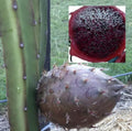 Rare Organic Black Afrikanis Dragon Fruit Cuttings - Two Live Rooted 12in Pitaya Plants - Hylocereus megalanthus