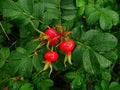 Sea Tomato Seeds - 30 Seeds for Planting - Rosa Rugosa Variety, Heirloom Vegetable Seeds, Organic Gardening