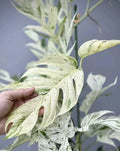 Epipremnum Pinnatum Marble Cutting - Rare Marble Pothos Plant Cutting - Indoor Houseplant Cutting