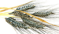 Einkorn Wheat Seeds - 1000+ Heirloom Organic Non-GMO - Ancient Grain for Planting (Triticum monococcum)