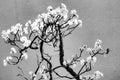 Cherry Tree Bonsai Seeds - 20 Seeds for Planting - Prunus serrulata - Ideal for Indoor Gardening