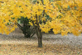 Thornless Honeylocust Tree Seeds - 10 Pack - Gleditsia triacanthos inermis - Drought Tolerant, Fast Growing