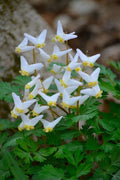 Dutchman Breeches Bulbs Bareroot Dicentra Cucularia Perennial Flowers for Shade Gardens