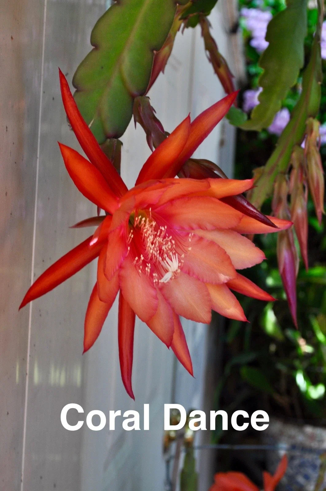 Epiphyllum Orchid Cactus Cuttings, 3 Rooted Coral Dancer with New Growth, Epiphyllum oxypetalum