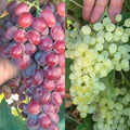 Crimson Thompson Vine Bare Root Plant - Seedless Table Grape Raisin - Vitis vinifera