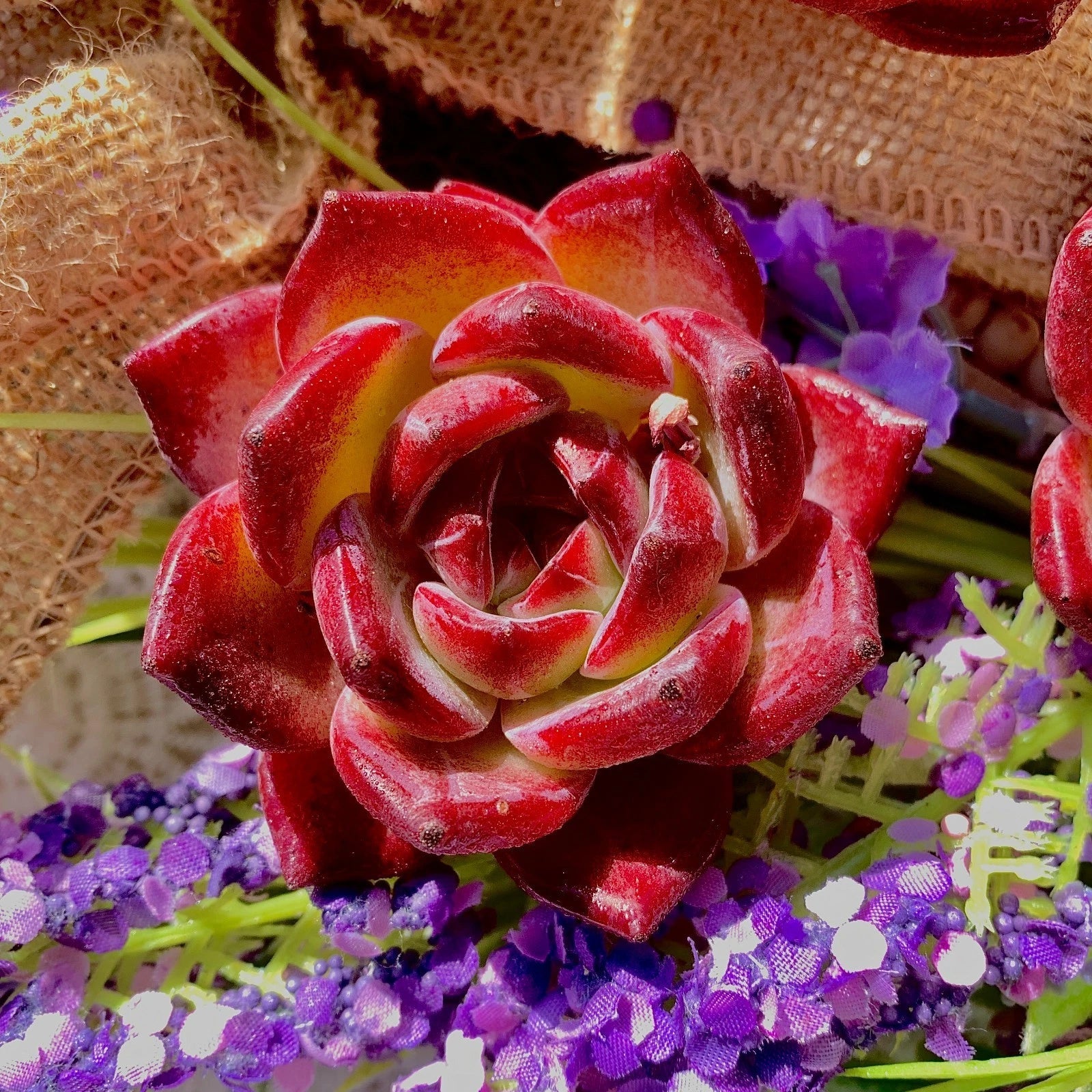 Echeveria ‘LoveBird’ Rare Succulent | Live Plant Bare Root | Easy-Care Home Succulent | Unique Rosette Echeveria for Indoor Decor