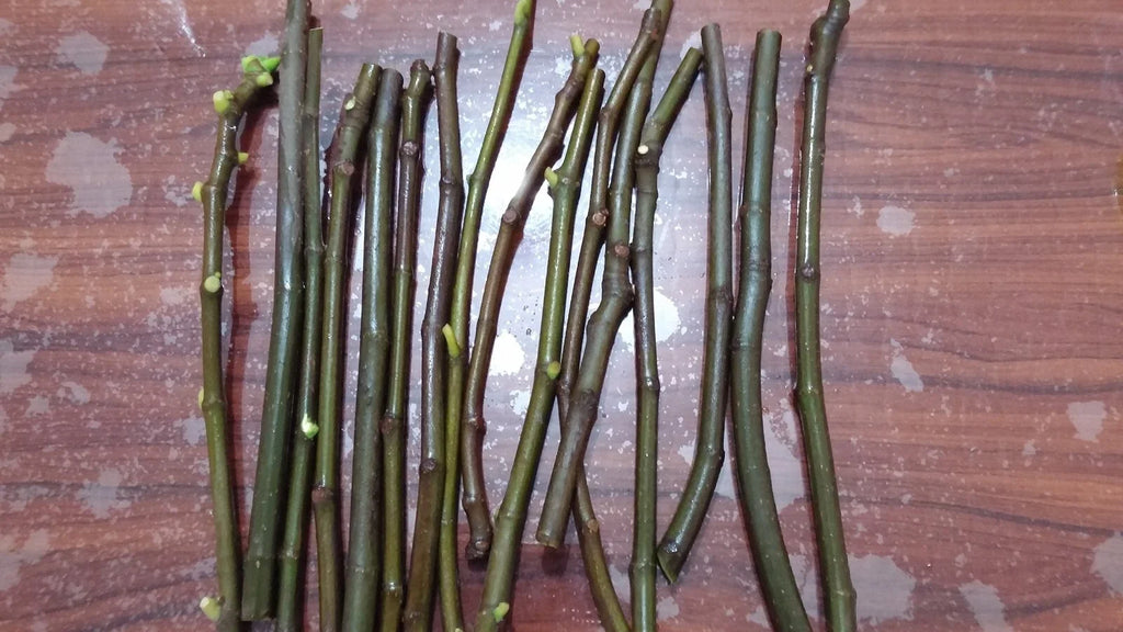 Lattarula Italian Honey Fig Cuttings (Ficus carica) - 2 Unrooted 6–8" | Sweet Green Fig Tree | Easy to Grow Heirloom for Propagation