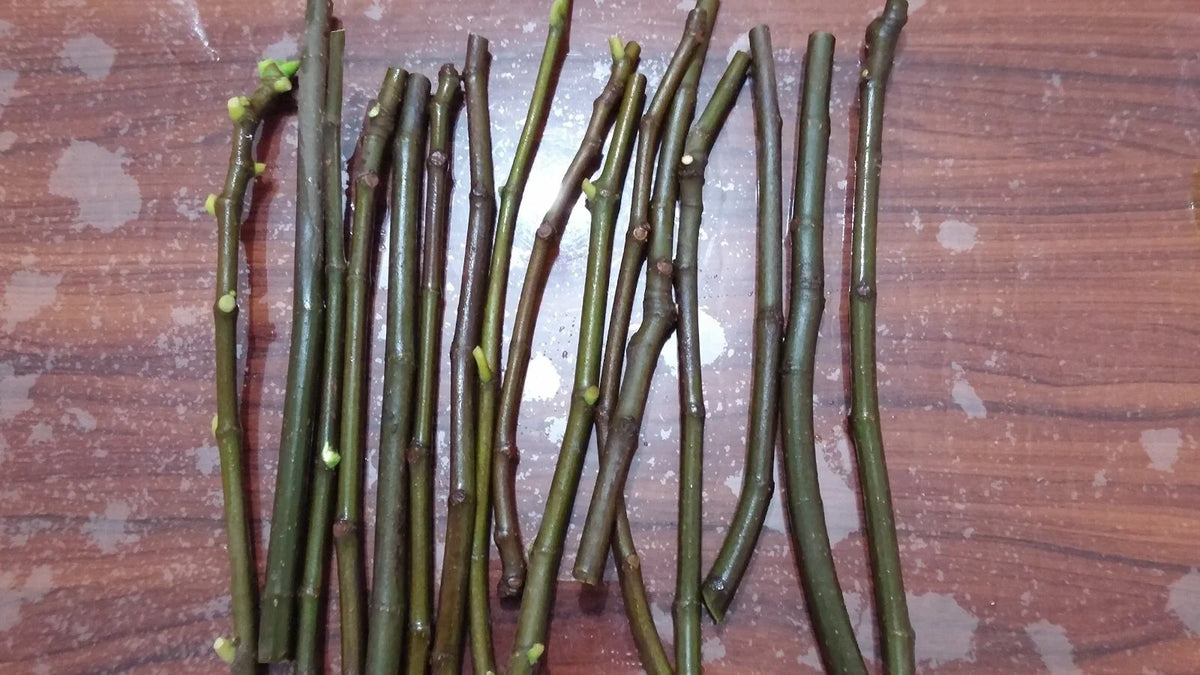 Lattarula Italian Honey Fig Cuttings (Ficus carica) - 2 Unrooted 6–8" | Sweet Green Fig Tree | Easy to Grow Heirloom for Propagation