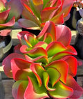 Kalanchoe 'Dragonfire' - Large 7" Bright Red Leaves - Rare Succulent Plant - Indoor Houseplant