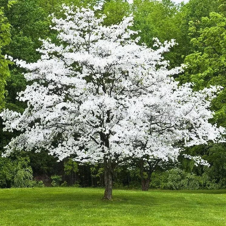 White Dogwood Tree Sapling 6-8 Inch Cornus Florida 4 Inch Pot