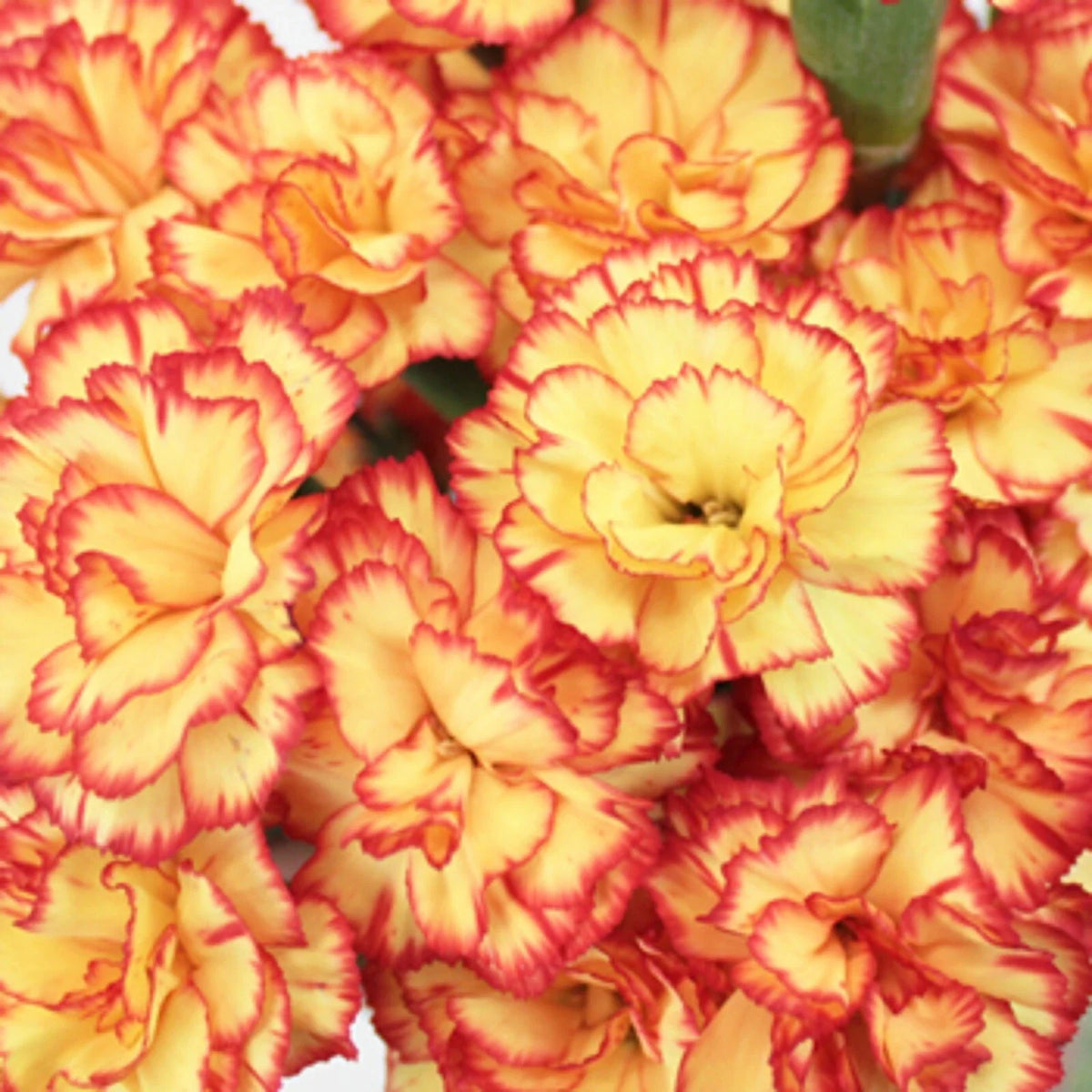 Carnation Seeds - 100 Yellow Orange Dianthus Flower Seeds - Perennial Flower Seeds for Garden