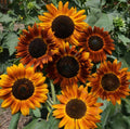 Sunflower Seeds - Tall Sunset Shades - Helianthus - Earthwalker 2025 Variety