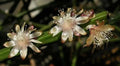 Rhipsalis Dissimilis Cuttings - 4 Inch Orchid Cactus - White Flowers - Succulent Plant Cuttings
