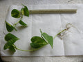 Golden Pothos Bare Root Plant - Devil's Ivy with Three 6"-18" Rooted Vines - Epipremnum aureum
