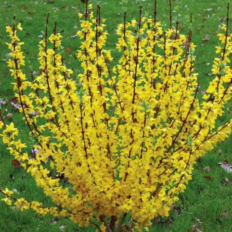 Forsythia Rooted Cuttings - 5 Fast Growing Cuttings - Forsythia x intermedia 'Mindor' - Excellent Roots