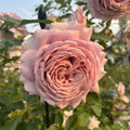 Miyabi Cha Rose Cuttings - 3 Super Rare Rooting or Grafting Cuttings - Rosa spp.