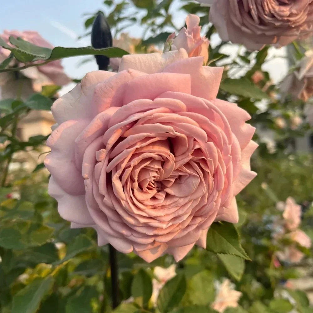 Miyabi Cha Rose Cuttings - 3 Super Rare Rooting or Grafting Cuttings - Rosa spp.