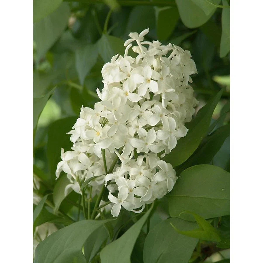 Unroot Cuttings Angel White Lilac 5 Pack ~Pure White~ Syringa vulgaris Bush/Shrub/Tree Plants