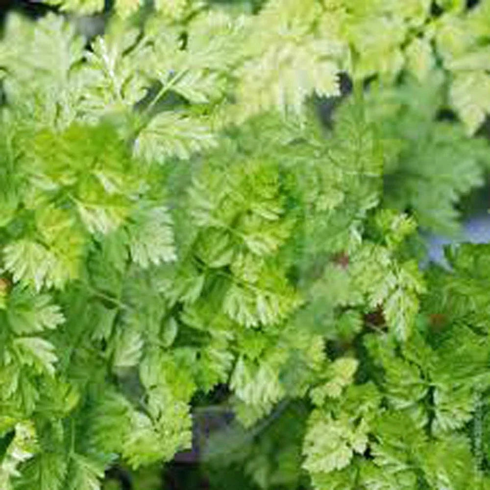 Chervil Seeds - Heirloom NON-GMO (100+) - Anethum graveolens