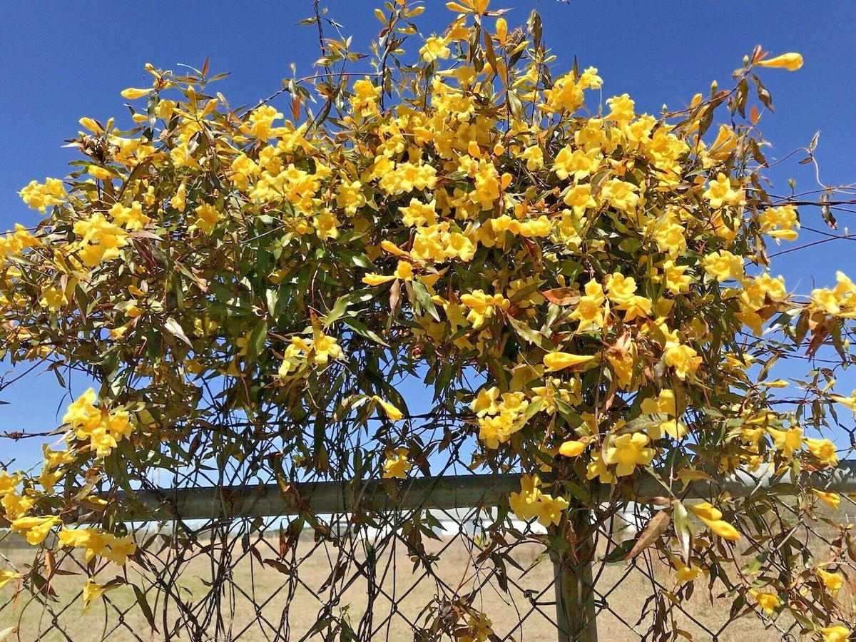 Carolina Jasmine Starter Climbing Plant – 7 Yellow Hummingbird Vines – Gelsemium sempervirens – Bare Root