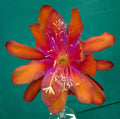 Epiphyllum Hybrid Starter Pot 4" 'Tel Star' Cactus Plant, Fully-Rooted, Exotic Flowering Succulent, Epiphyllum spp.