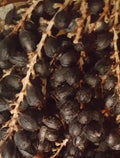 California Fan Palm Seeds - 75+ Fresh Seeds - Washingtonia Filifera - 2024 Harvest