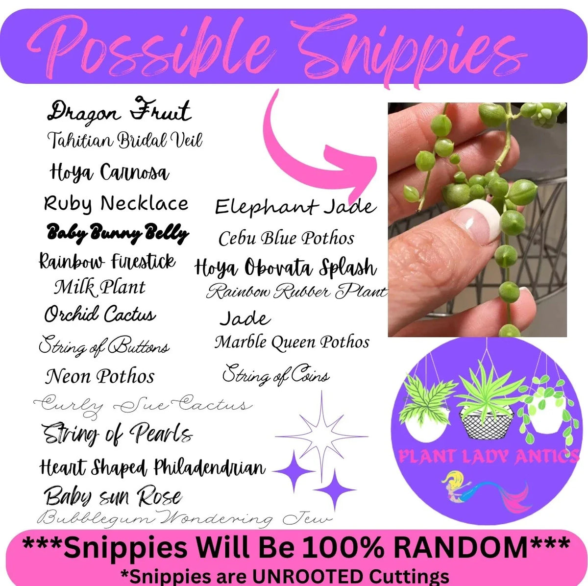 Mystery House Plant Cuttings Set of 6 - Indoor Plant Variety for Home Decor - Ideal for Plant Lovers