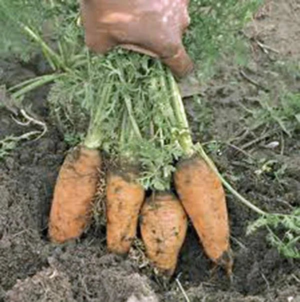 Carrot Seeds, 20+ Heirloom Non-GMO, Danvers Half Long Variety, Daucus carota