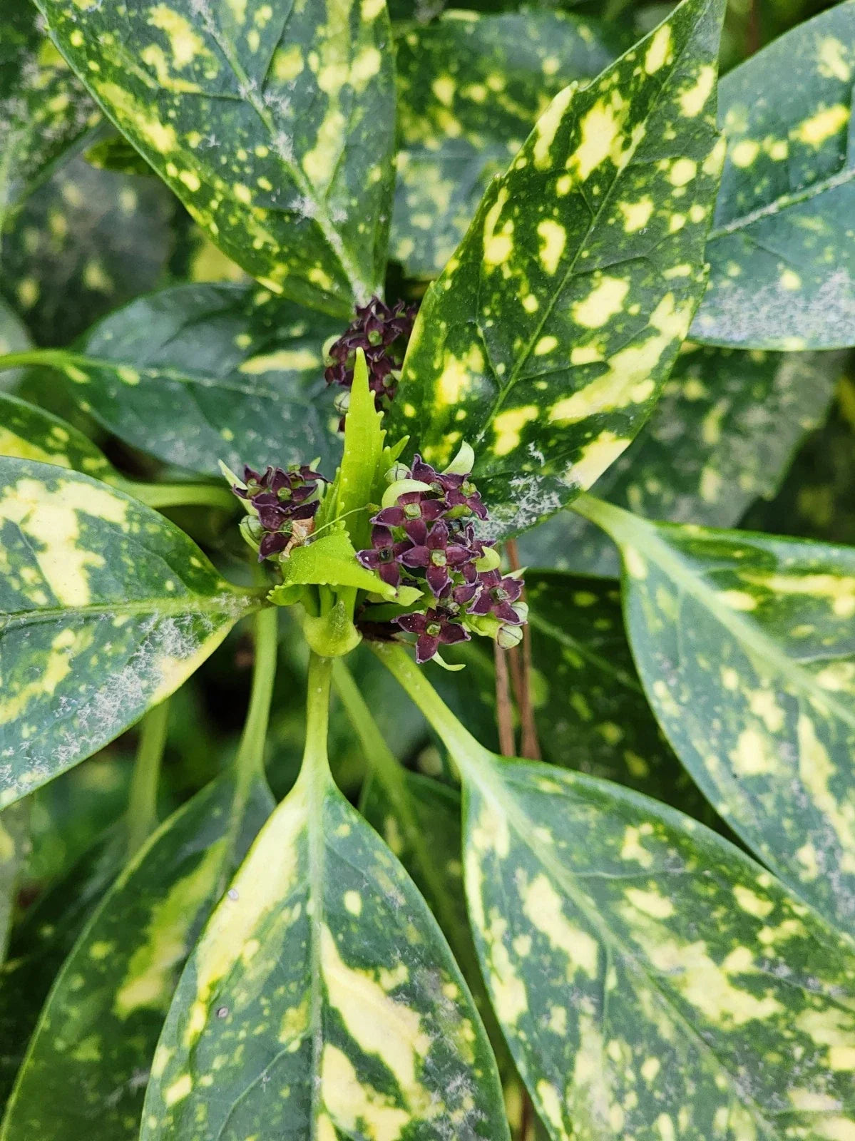 Gold Dust Variegated Aucuba Live Plant - Bare Root, Aucuba japonica with Unique Gold Speckles