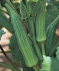 Okra Seed, 25+ Seeds, Emerald Heirloom, Non-GMO, Garden Okra (Abelmoschus esculentus)