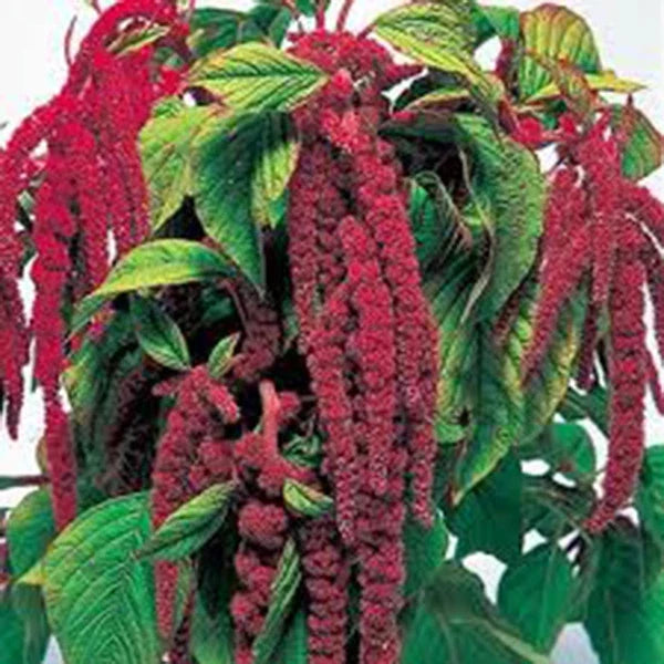 Love Lies Bleeding Seeds - 100+ Newly Harvested Amaranthus caudatus - Vibrant Red Foliage for Stunning Garden Displays