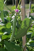 Black Turtle Bean Seeds, NON-GMO, Shelling Dry Bean, Frijoles Negros, Heirloom Variety, Free Shipping