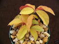 Rare Variegated Cactus Plant - Pereskia aculeata 'Gold Variegated' - 4" Pot