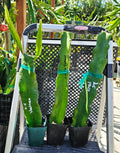 Rooted Dragon Fruit Cuttings - 12 to 16 Inches Long - 20+ Varieties - Hylocereus spp.