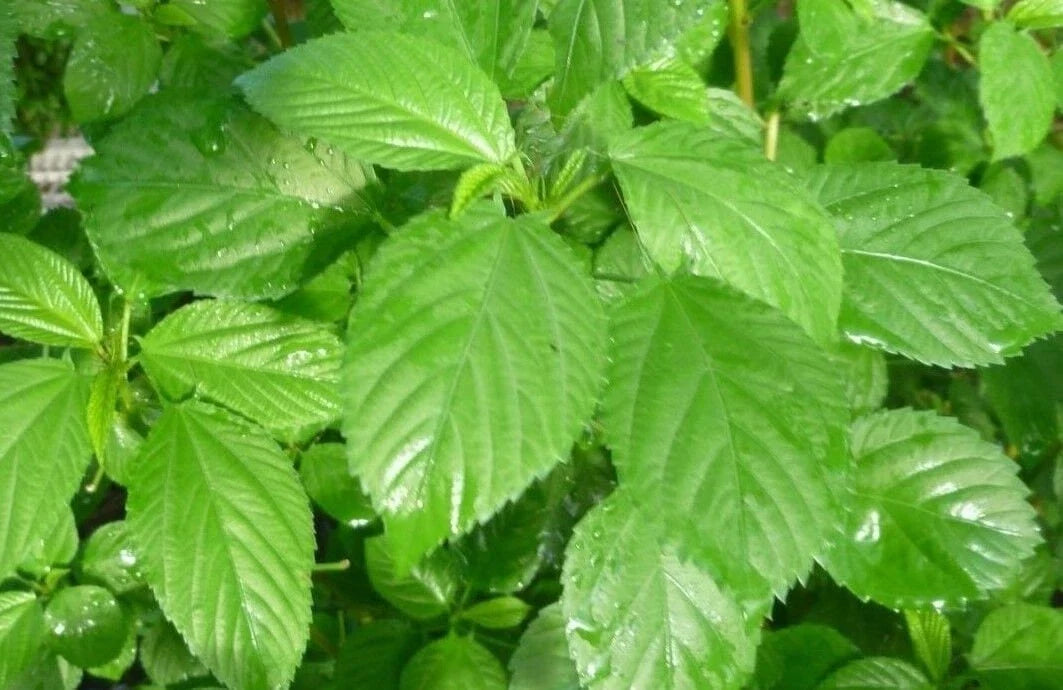 Molokhia Seeds - 100 Count Egyptian Spinach (Corchorus olitorius) Saluyot, Green Jute for Home Gardening