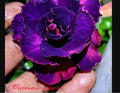 Desert Rose Seedling - Small Vietnamese Purple Adenium Obesum - Rooted 4-6 inches